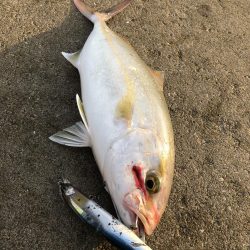 今日は渋かった