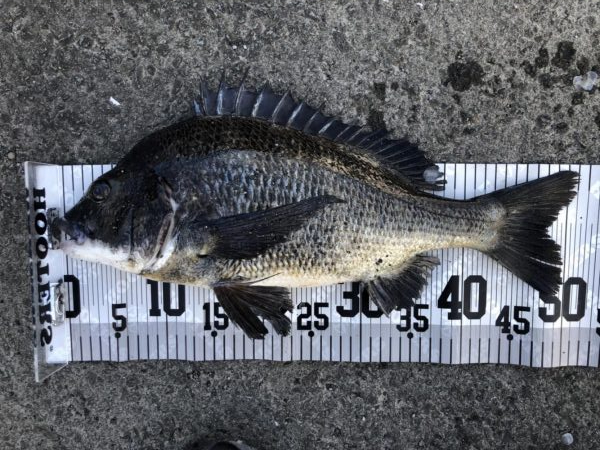 イチノ兄弟、釣果！