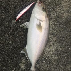 40ぐらいのシオ×2