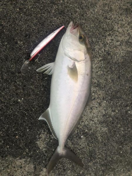 40ぐらいのシオ×2