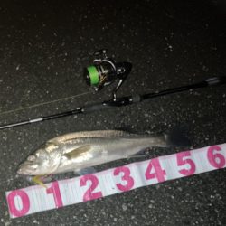 信頼できるフェザーでセイゴ3匹