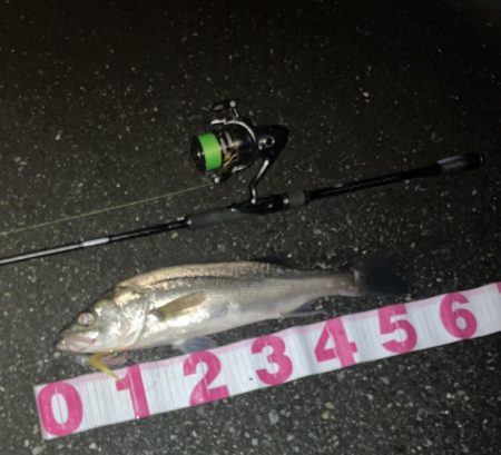 信頼できるフェザーでセイゴ3匹