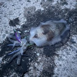 久しぶりのアオリイカ