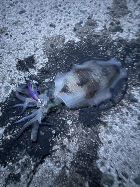 久しぶりのアオリイカ