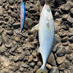 ツバス〜ツバスはいらんかえ〜⁉️オオモンハタもつけるよ❗️