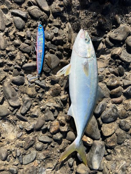 ツバス〜ツバスはいらんかえ〜⁉…