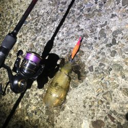 西舞鶴 9/9 夜イカ