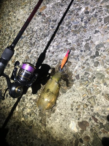 西舞鶴 9/9 夜イカ