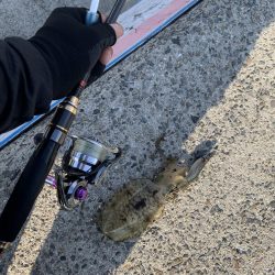 新子 アオリイカ