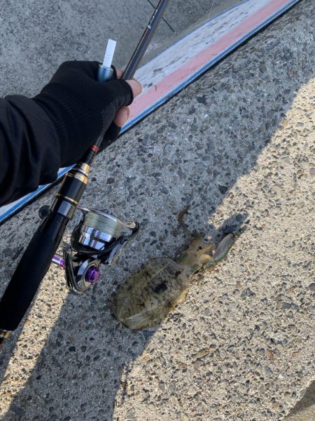 新子 アオリイカ