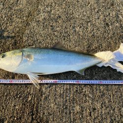 久しぶりのブラならずで、メジロ〜