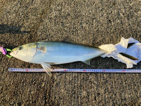 久しぶりのブラならずで、メジロ〜