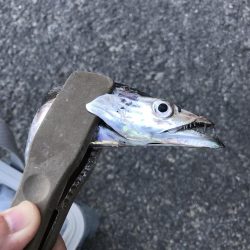 朝の太刀魚ラッシュ