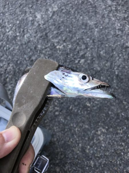 朝の太刀魚ラッシュ