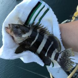 ガッシーがいない\\(//∇//)\\