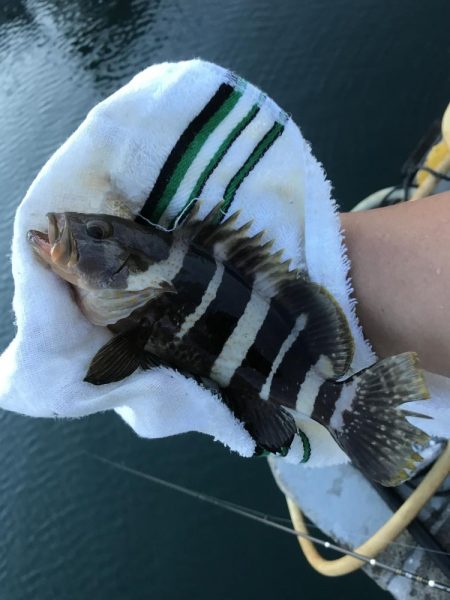 ガッシーがいない\\(//∇//)\\