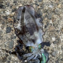 今年初エギング