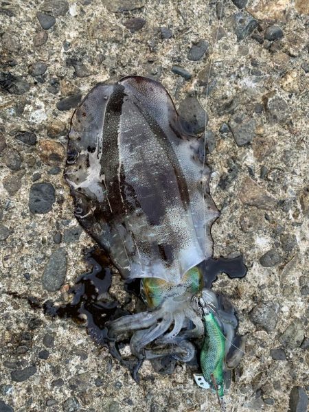 今年初エギング