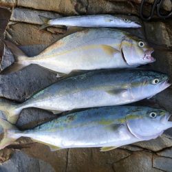 旬の青物は美味しい