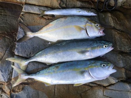 旬の青物は美味しい