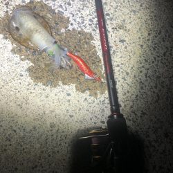 9/11 西舞鶴　爆釣20杯夜イカ