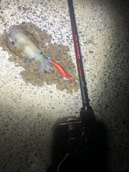 9/11 西舞鶴　爆釣20杯夜イカ