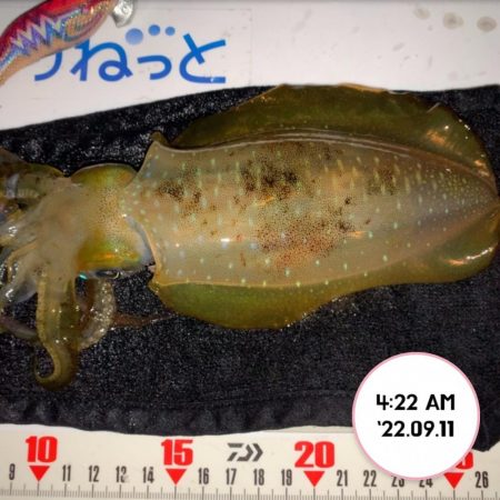 エギング朝まづめ