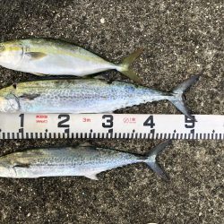 青物祭りやぁ‼︎