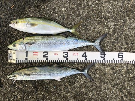 青物祭りやぁ‼︎