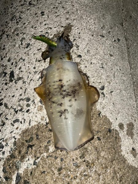 風裏あるかな！？