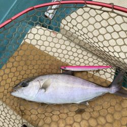 伊島周辺でシオ