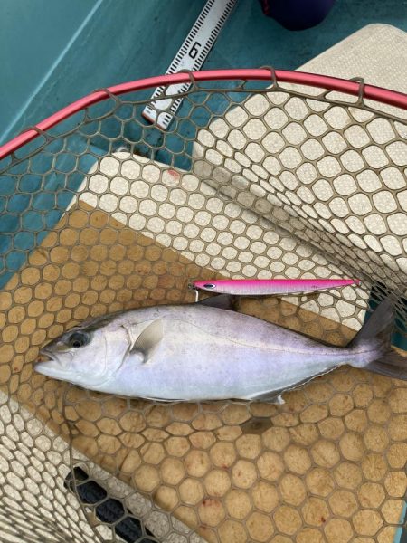 伊島周辺でシオ