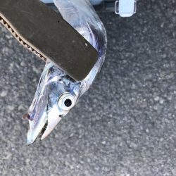 ショアジギングで太刀魚GET