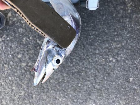 ショアジギングで太刀魚GET