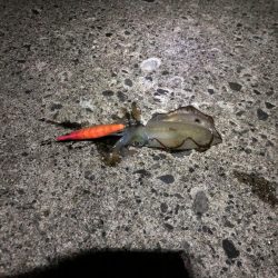 ナイトエギング