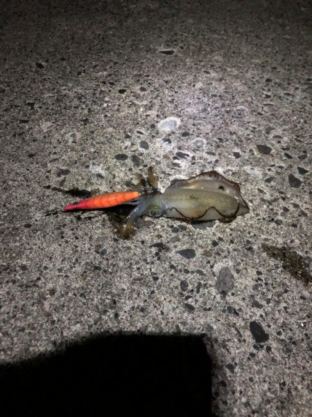 ナイトエギング