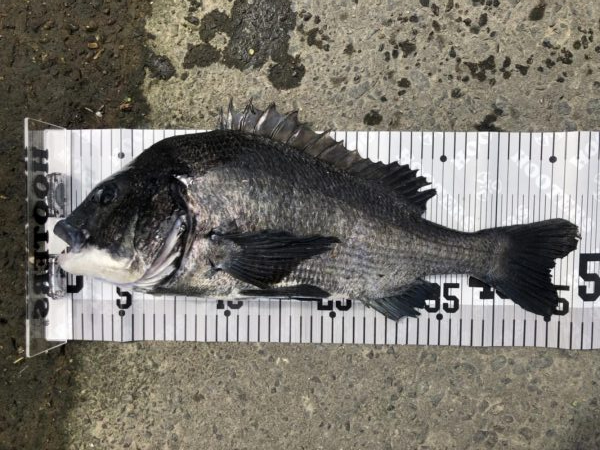 イチノ兄弟、釣果!