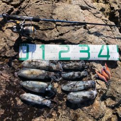 2022 佐渡ヶ島エギング 5回目