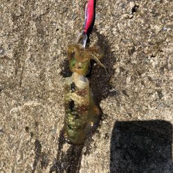 アオリイカですよ。