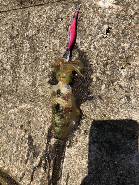 アオリイカですよ。