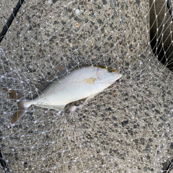 ショアジギング　シオ