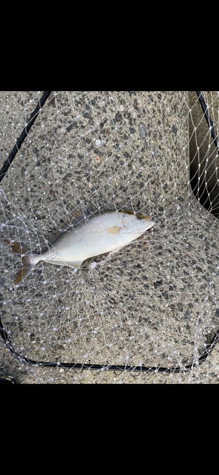 ショアジギング　シオ