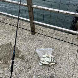 台風前のサビキ釣り