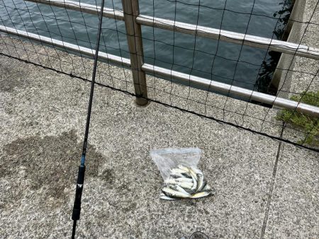 台風前のサビキ釣り