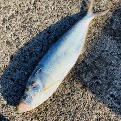 久々に青物釣りたくて