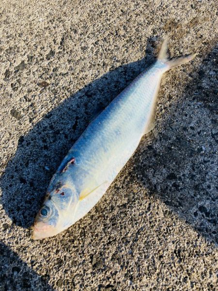 久々に青物釣りたくて