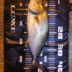 シーバス狙いの合間にシオ