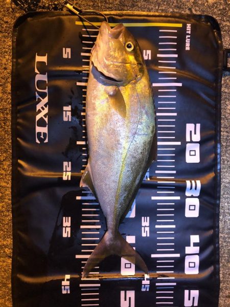 シーバス狙いの合間にシオ