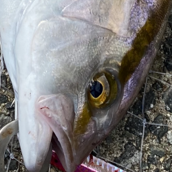 釣り上げられて涙するシオ