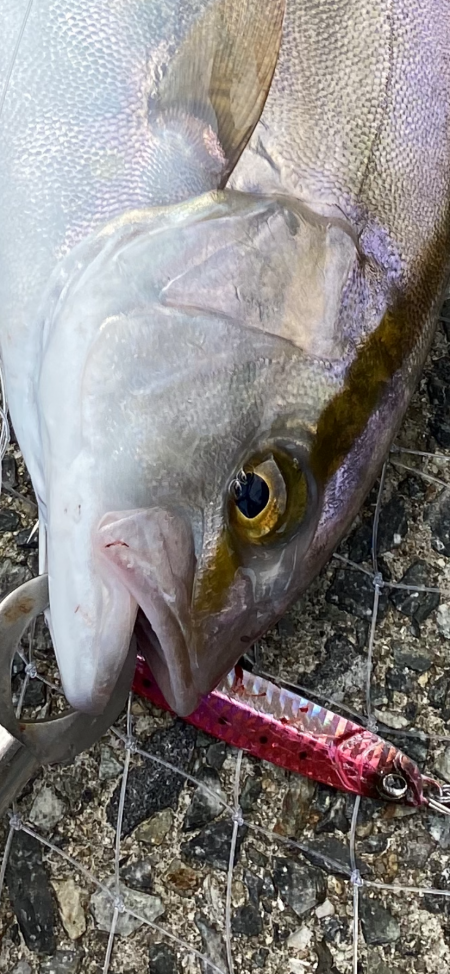 釣り上げられて涙するシオ